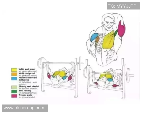 打造强健体魄与完美线条的科学健身全方位指导方案